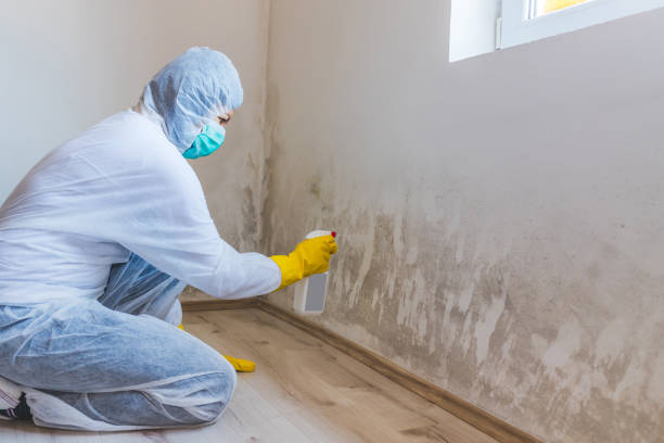 Licensed Mold Remediation service in Springfield, IL - 24 Hour Mold Removal