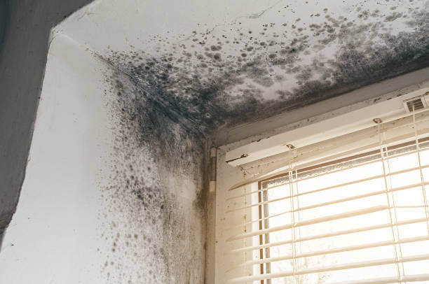 Affordable Mold Remediation solutions in Springfield, IL