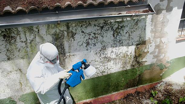 Top rated local Mold Remediation specialists in Springfield, IL
